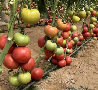 Seminte tomate Solmira F1 500 seminte, Hazera