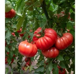 Seminte de tomate Rosamei F1, 250 seminte, Fito