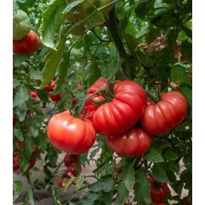 Seminte de tomate Rosamei F1, 250 seminte, Fito