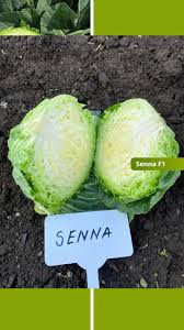 Seminte de varza alba Senna F1, 2500 seminte, Syngenta