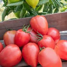 Seminte tomate nedeterminate Rugby F1, 1000 seminte, Geosem - imagine 2