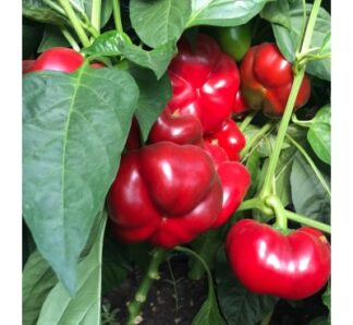 Seminte de gogosar Traian F1, 500 Seminte + 500 seminte GRATUIT