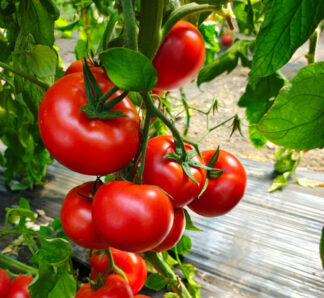 Seminte de tomate Pachamama F1, 100 seminte, Esasem