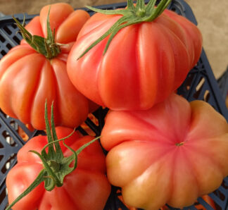 Semințe de roșii Pink Lady F1 500 sem, Biogya