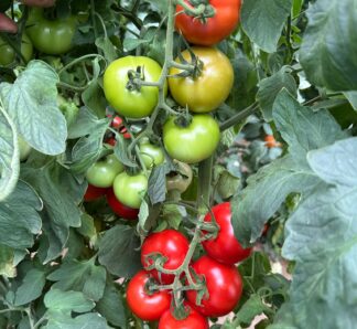 Seminte tomate Alasia F1 1000 seminte, Rijk Zwaan