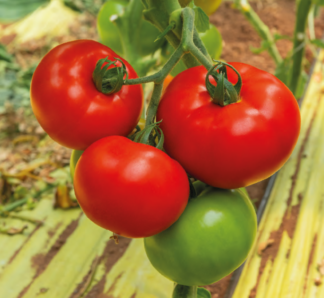 Seminte de tomate Frupo F1, 50 seminte, Biogya