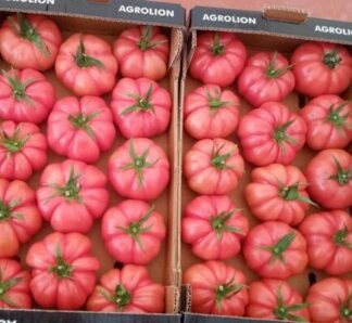 Semințe de roșii Pink Lady F1 500 sem, Biogya