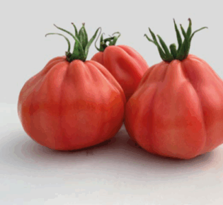 Seminte tomate BARAIRO F1, 250 seminte, Unigen Seeds