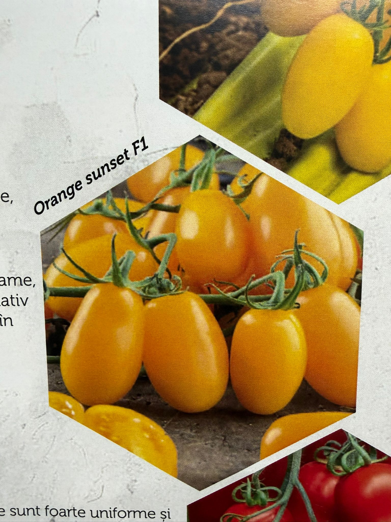 Seminte de tomate cherry Orange Sunset F1, 50 seminte, Biogya