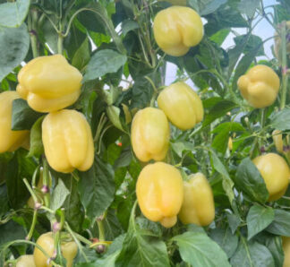 Seminte de ardei Silverado F1, 100 seminte, Capsico