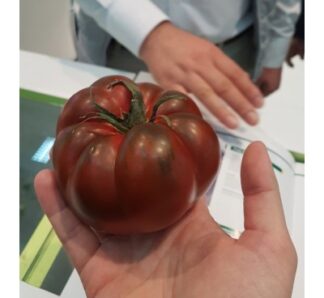 Seminte tomate negre Bucanero F1, 100 seminte, YUKSEL