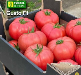 Seminte tomate roz Gusto Pink F1, 500 seminte, YUKSEL