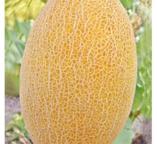 Seminte de pepeni galbeni Kemer F1, 500 seminte, YUKSEL