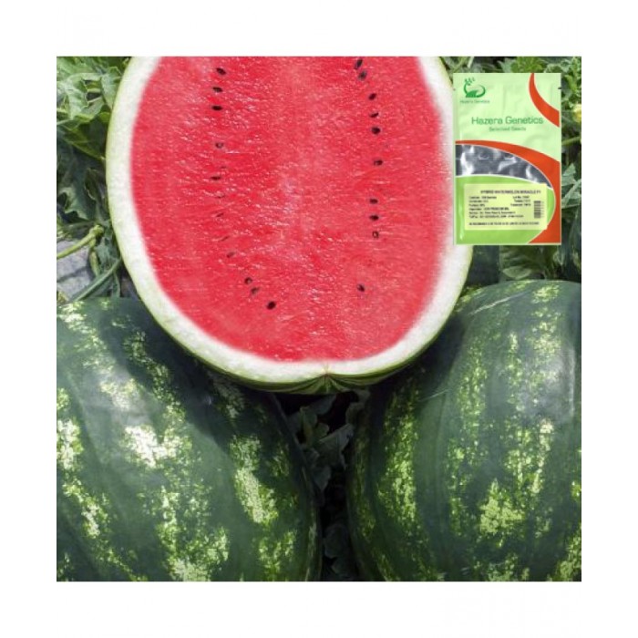 Seminte de pepene Miracle F1, 1000 Seminte, Hazera + 1000 seminte GRATUIT