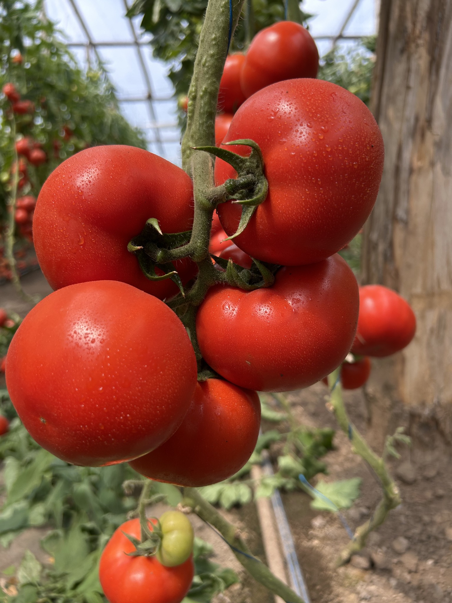 Seminte tomate Irinos F1 500 semintee, Hazera - imagine 2