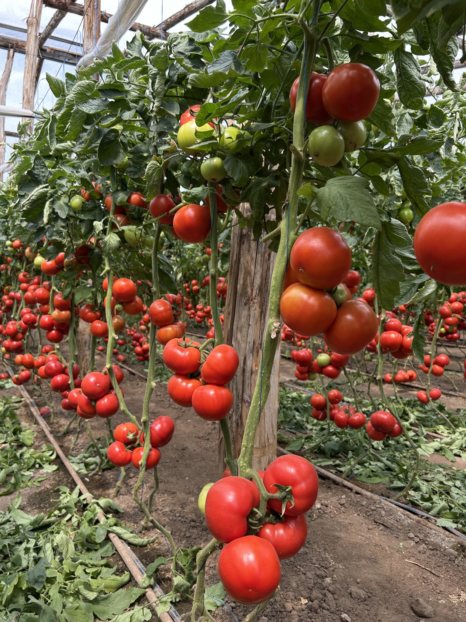 Seminte tomate Irinos F1 500 semintee, Hazera - imagine 3