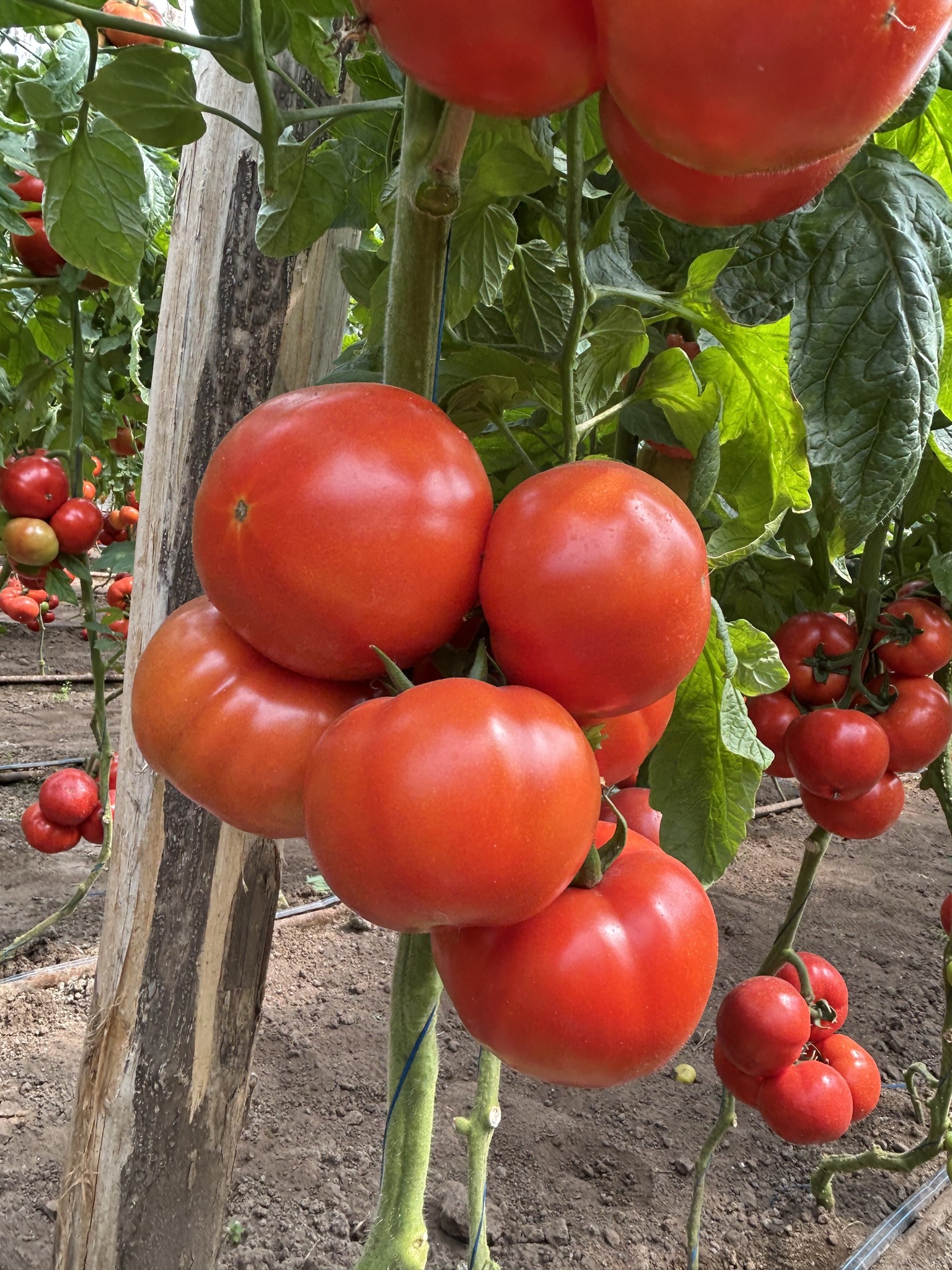 Seminte tomate Irinos F1 500 semintee, Hazera - imagine 4