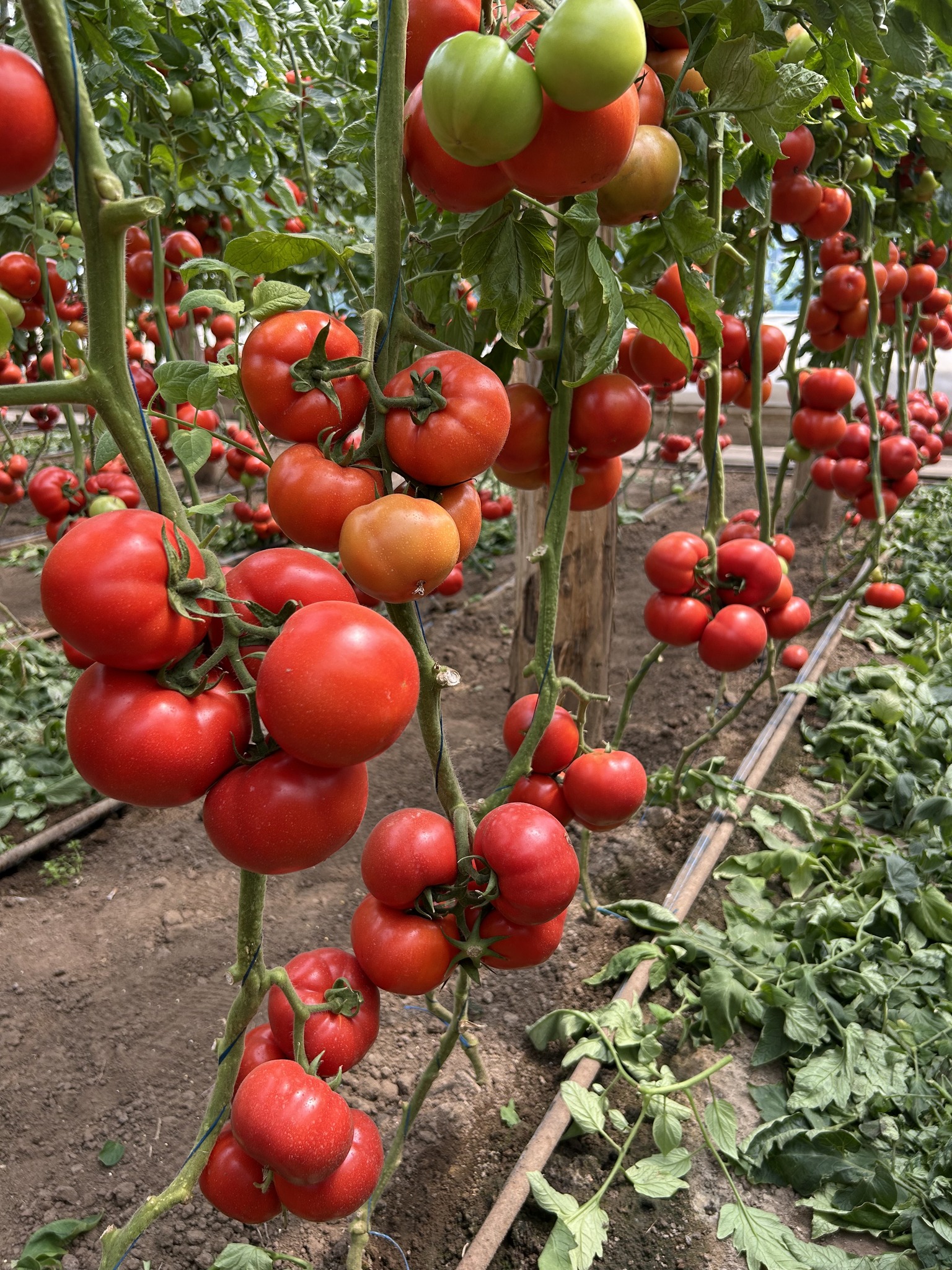 Seminte tomate Irinos F1 500 semintee, Hazera - imagine 5
