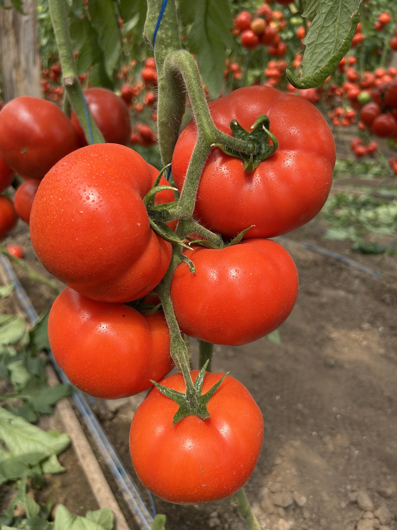 Seminte tomate Irinos F1 500 semintee, Hazera - imagine 6