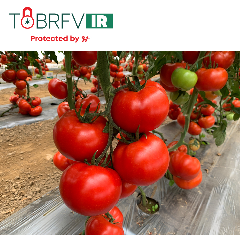 Seminte tomate Irinos F1 500 semintee, Hazera