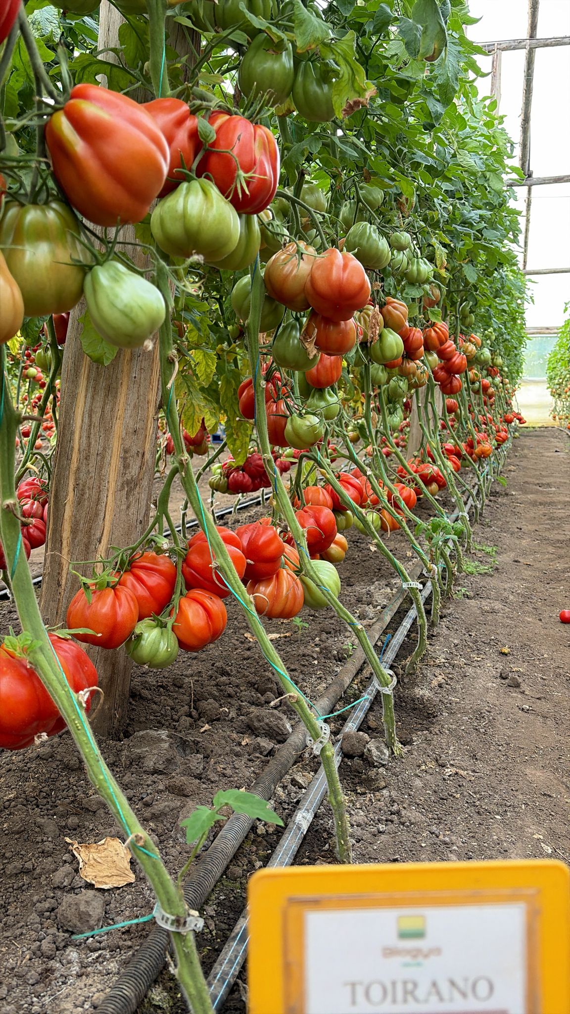 Semințe de tomate Toirano F1, 50 seminte, Biogya